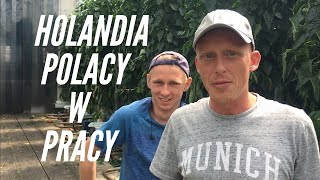 HOLANDIA POLACY W PRACY  TYDZIEŃ 27 [upl. by Janiuszck]