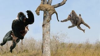 Leopard vs Cheetah Hero Monkey Rescue Antelope From Cheetah hunting  Wild Animals 2018 [upl. by Roseanna]