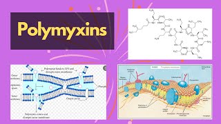 Polymyxins  polymyxins cell membrane inhibitors and their functions  polymyxin chemical structure [upl. by Dulce316]