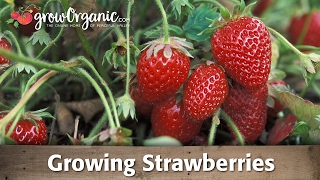 How to Grow Organic Strawberries [upl. by Bills]