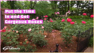 Rose Care for Hybrid Tea roses  Volunteer Gardener [upl. by Procora]