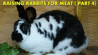 Raising Rabbits for Meat  Part 4  How to Breed Rabbits  Breeding Meat Rabbits  Rearing Rabbits [upl. by Ailimat]