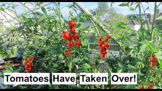 Another Week On The Allotment The Tomatoes Are Taking Over  ALLOTMENT LIFE VLOG 22 [upl. by Nnylesor697]