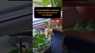 Не укореняйте черенки в воде пока не досмотрите это видео черенки укоренение растенияцветысад [upl. by Eenahc231]