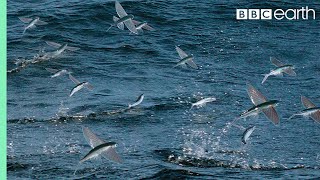 Flying Fish Picked Off From Above And Below  The Hunt  BBC Earth [upl. by Yorgen]