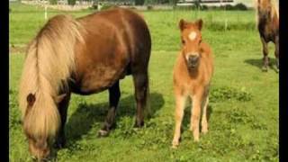 le poney shetland [upl. by Narhem235]