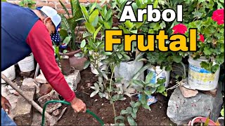 COMPRAMOS UN ÁRBOL FRUTAL SABÍAS O NO QUE ESTE ÁRBOL ES FRUTA Y NO VERDURA  🇲🇽 [upl. by Lorenzo]