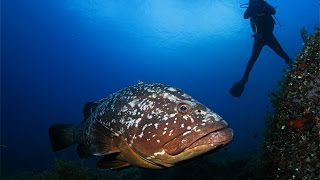 Buceo en Islas Columbretes [upl. by Lrad]