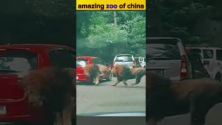 loin attack  reverse zoo of china  fact shorts shortvideo [upl. by Assiran]