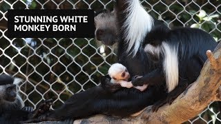 Stunning white Angolan colobus monkey born at Zoo Atlanta [upl. by Laamak609]