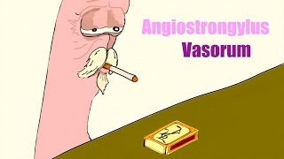 Angiostrongylus Vasorum [upl. by Phonsa20]