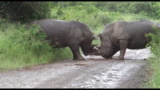 Rhino fighting to the death in epic battle between territorial males Hluhluwe game reserve [upl. by Caputto]