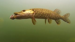 Pêche au vif  Attaques de brochets filmées sous leau [upl. by Jedthus]