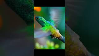 Hummingbirds flying  animals  wildlife  documentary wildlife  nature documentary [upl. by Carmena]