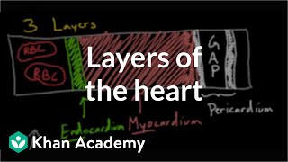 Layers of the heart  Human anatomy and physiology  Health amp Medicine  Khan Academy [upl. by Neilla]