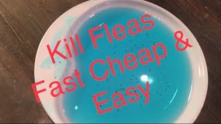 How to Get Rid of Fleas Fast Cheap and Easy See Links  Info in Description 👇🏻 [upl. by Nevur]