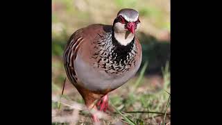 Red Legged Partridge Sound [upl. by Nameloc]