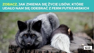 Zobacz jak zmienia się życie lisów które udało nam się odebrać z ferm futrzarskich [upl. by Mady479]