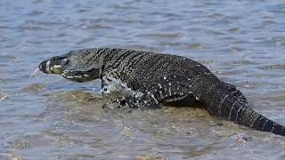 Lace Monitor  King of the Aussie Bush [upl. by Figge]