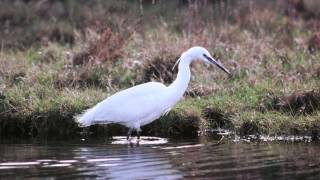 BTO Bird ID  Little Egret and Great White Egret [upl. by Alanah]