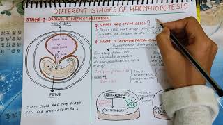 Haematoposiesis explained  PART1 Stem cells  Red and yellow bone marrow  medicologylectures [upl. by Nomor]