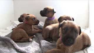 Irish Terrier Puppies  age 4 weeks [upl. by Gytle]