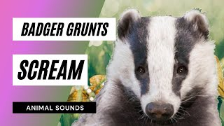 The Animal Sounds Badger Grunts Scream 🦡  Sound Effect  Animation [upl. by Odeen]