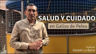 Salud Sanidad y Cuidado en la crianza de Gallos de Pelea  Galpón Ramírez Brothers [upl. by Revkah]