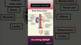 Anatomy Of the Urinary System  Urinary System Components  urinarysystem kidney shorts [upl. by Eylrac944]