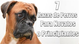 7 Razas de perros para novatos o principiantes [upl. by Anirtap]