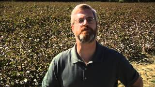 How the Cotton Gin Changed America [upl. by Ycam]