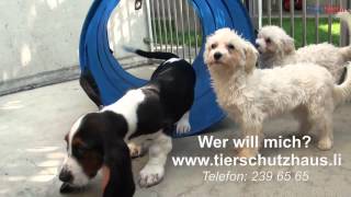 Tiere suchen ein Zuhause mit volksblattli [upl. by Allertse234]