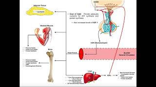 Specific Hormones  Functions of Growth Hormone hGH [upl. by Mellisent867]