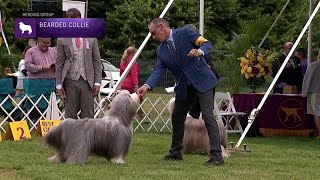 Bearded Collies  Breed Judging 2021 [upl. by Endor]