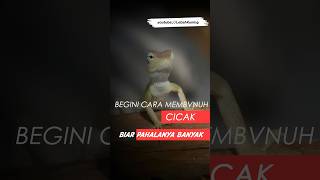 Cara Membvnvh cicak agar mendapat pahala yang besar motivation ayatkursi doaagarcepatkaya [upl. by Iclek]