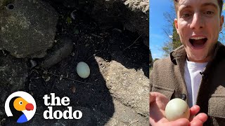 Guy Finds Mysterious Egg And Decides To Hatch It  The Dodo [upl. by Gaylene]