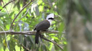 Whitecrested Laughingthrush [upl. by Nedroj724]