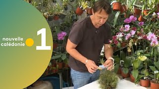 27  Astuce jardinage  Le tillandsia [upl. by Niwrad36]