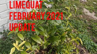 Limequat Tree 🌲 Update 🥶February 2021❄️ Zone 8 [upl. by Alayne101]