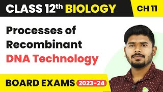 Processes of Recombinant DNA Technology  Biotechnology Principles and Processes  Class 12 Biology [upl. by Gussi]