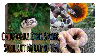 Docile Beautiful California King Snake Pet that Im Still Fearful Of  Reptile Cute Pets Bonding [upl. by Hteboj]