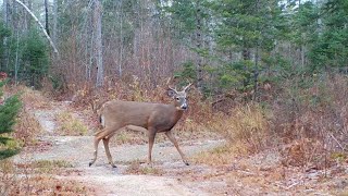 Huge Buck in Rut  Deer  Coyote  Trail Cam  Maine Wildlife Trail Video week ending 1162020 [upl. by Leugar48]