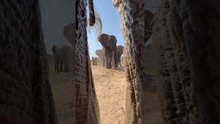 Baby Elephant Khanyisa’s Window to Her Herd 🐘 [upl. by Ileray]