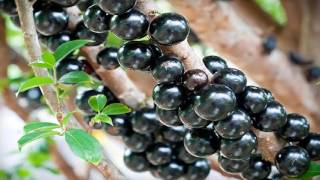 ENTÉRATE AQUÍ LOS BENEFICIOS DE LA JABUTICABA [upl. by Ttirrej]