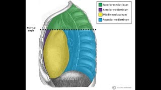 Mediastinum Anatomy [upl. by Naima751]