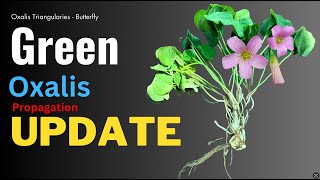 Green oxalis triangularis plant care Update video GardenArcX EP93 [upl. by Atikkin]