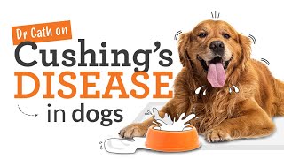 Cushings Disease in Dogs  Symptoms Risks amp Treatment [upl. by Enelra654]