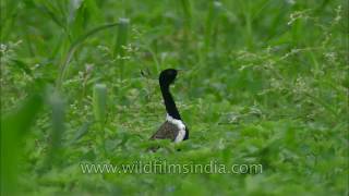 Dance of courtship Lesser Florican [upl. by Zicarelli804]