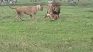 Lions vs maasai dog [upl. by Pelmas]