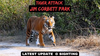 Tiger Attack In Jim Corbett Park – Latest Update  tiger jimcorbett [upl. by Anik]